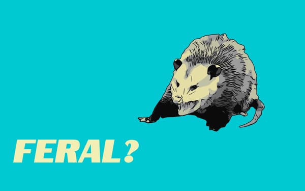 Feral?